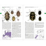 Chinches pentatomomorfas de la península ibérica