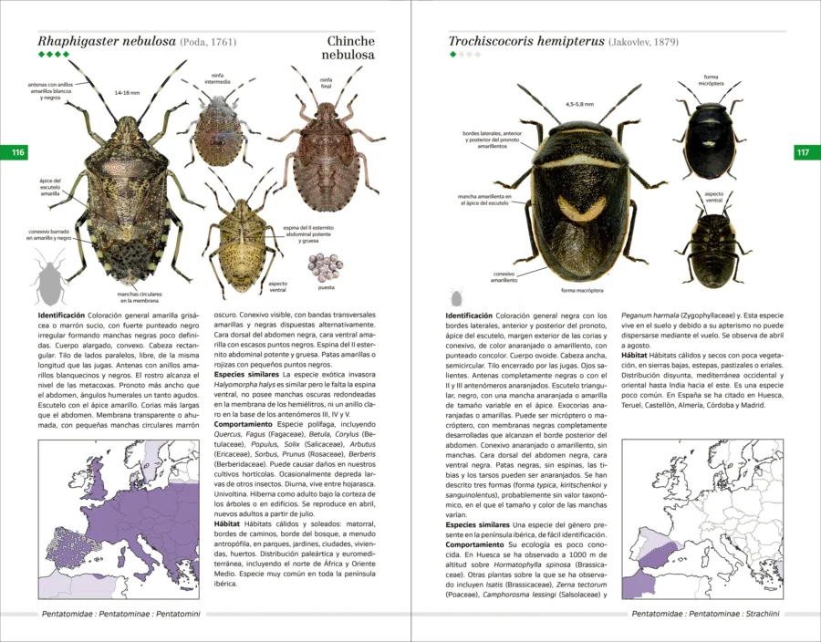 Chinches pentatomomorfas de la península ibérica