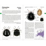 Chinches pentatomomorfas de la península ibérica