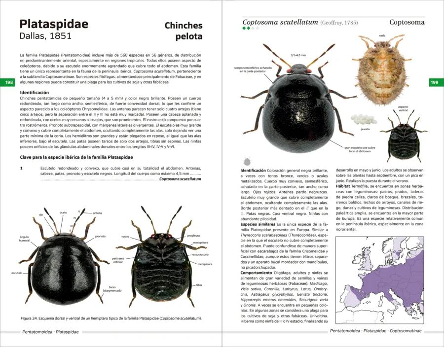 Chinches pentatomomorfas de la península ibérica