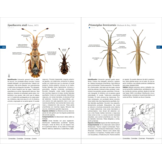 Chinches pentatomomorfas de la península ibérica