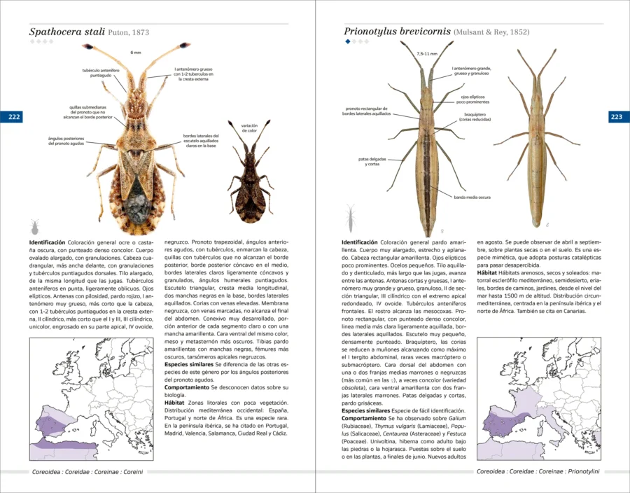 Chinches pentatomomorfas de la península ibérica