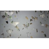 EntoCam autonome Cameraval voor Insecten & EntoBeam