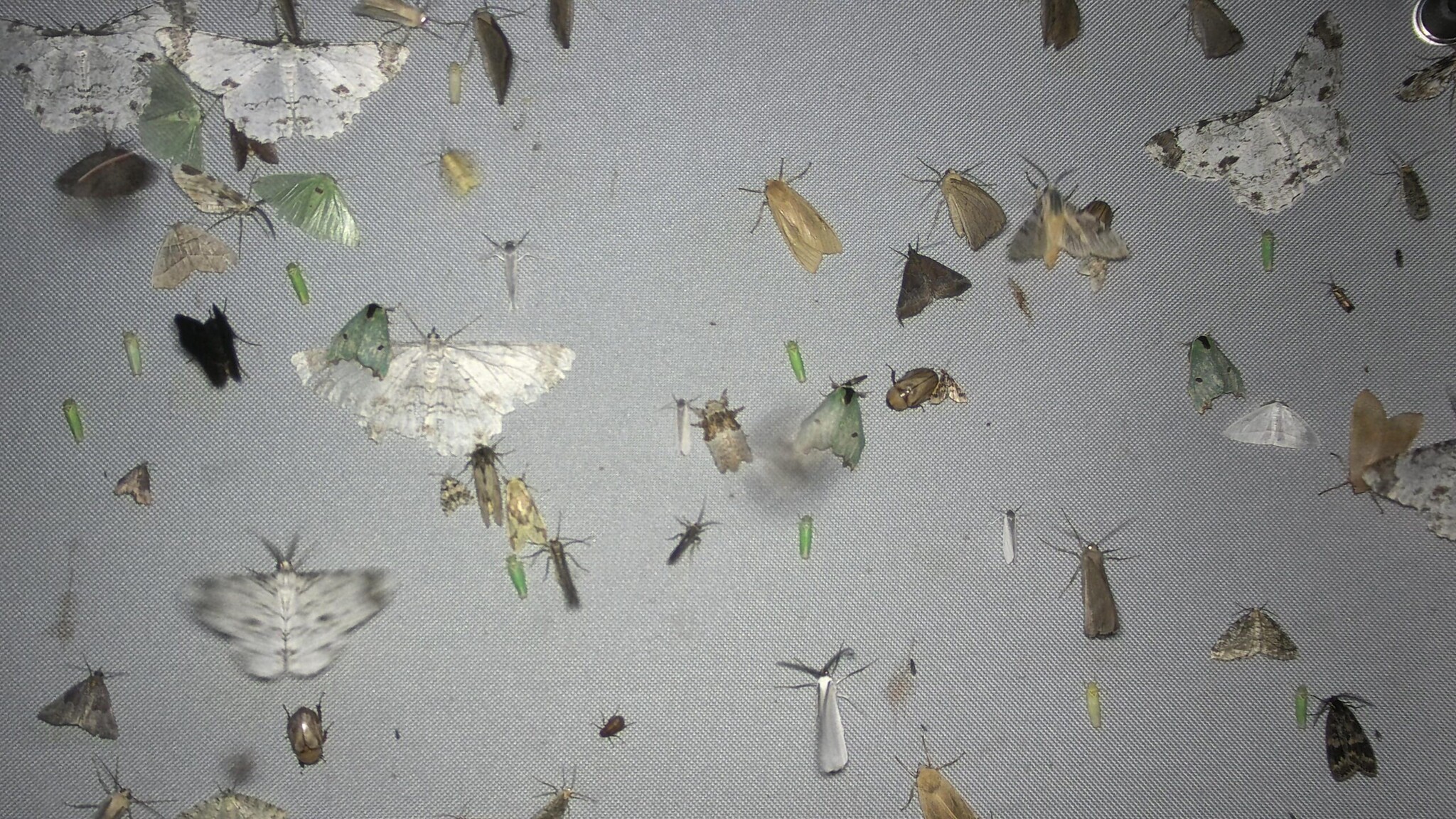 EntoCam autonome Kamerafalle für Insekten & EntoBeam