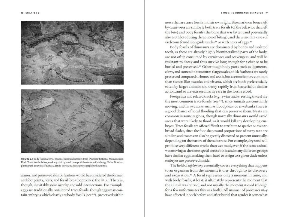 Wildlife on the Planet Furaha - A Speculative Biology Guide to Alien Life Forms