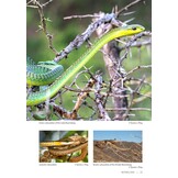 Field Guide to the Snakes of Eswatini