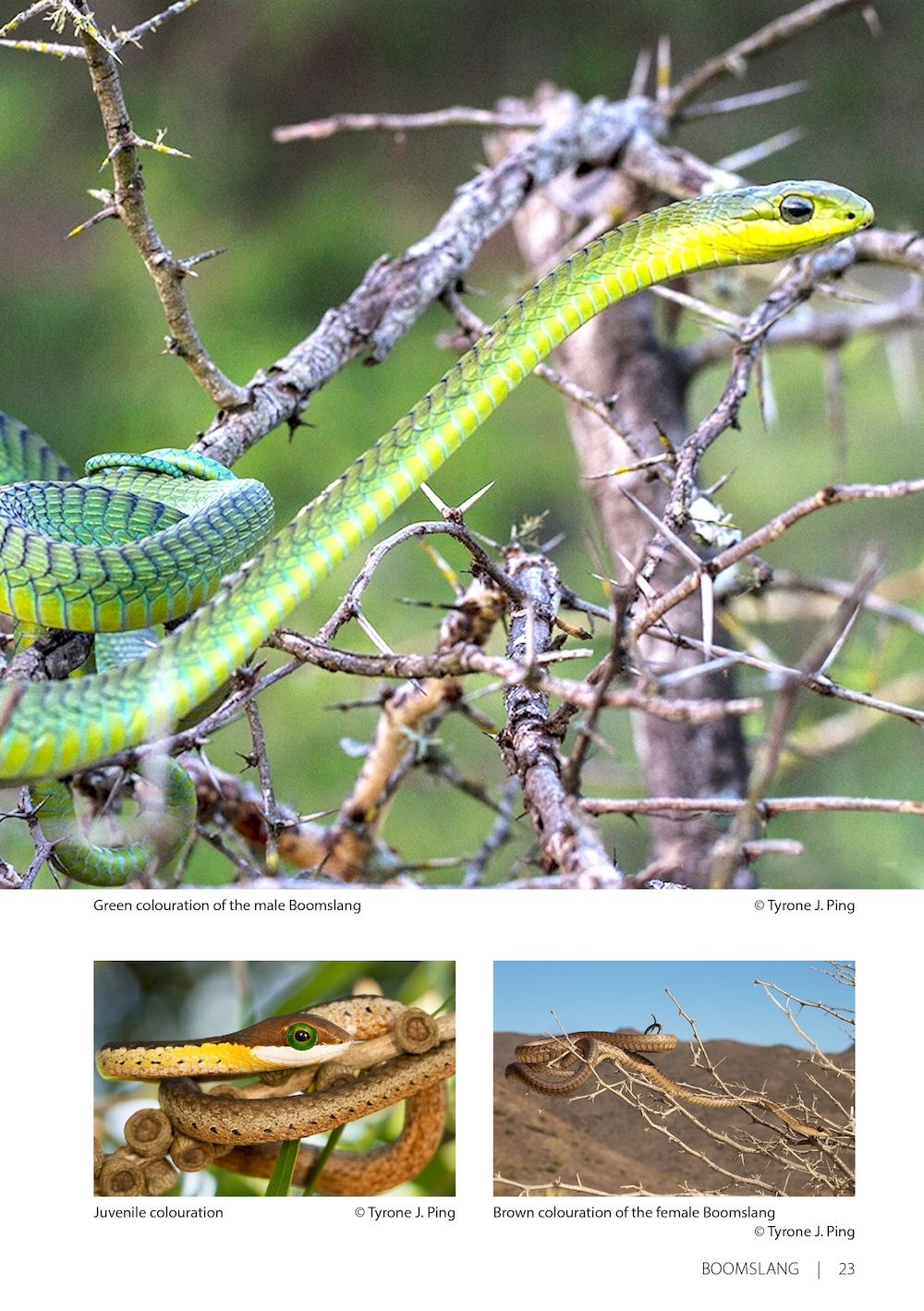 Field Guide to the Snakes of Eswatini
