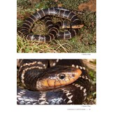 Field Guide to the Snakes of Eswatini