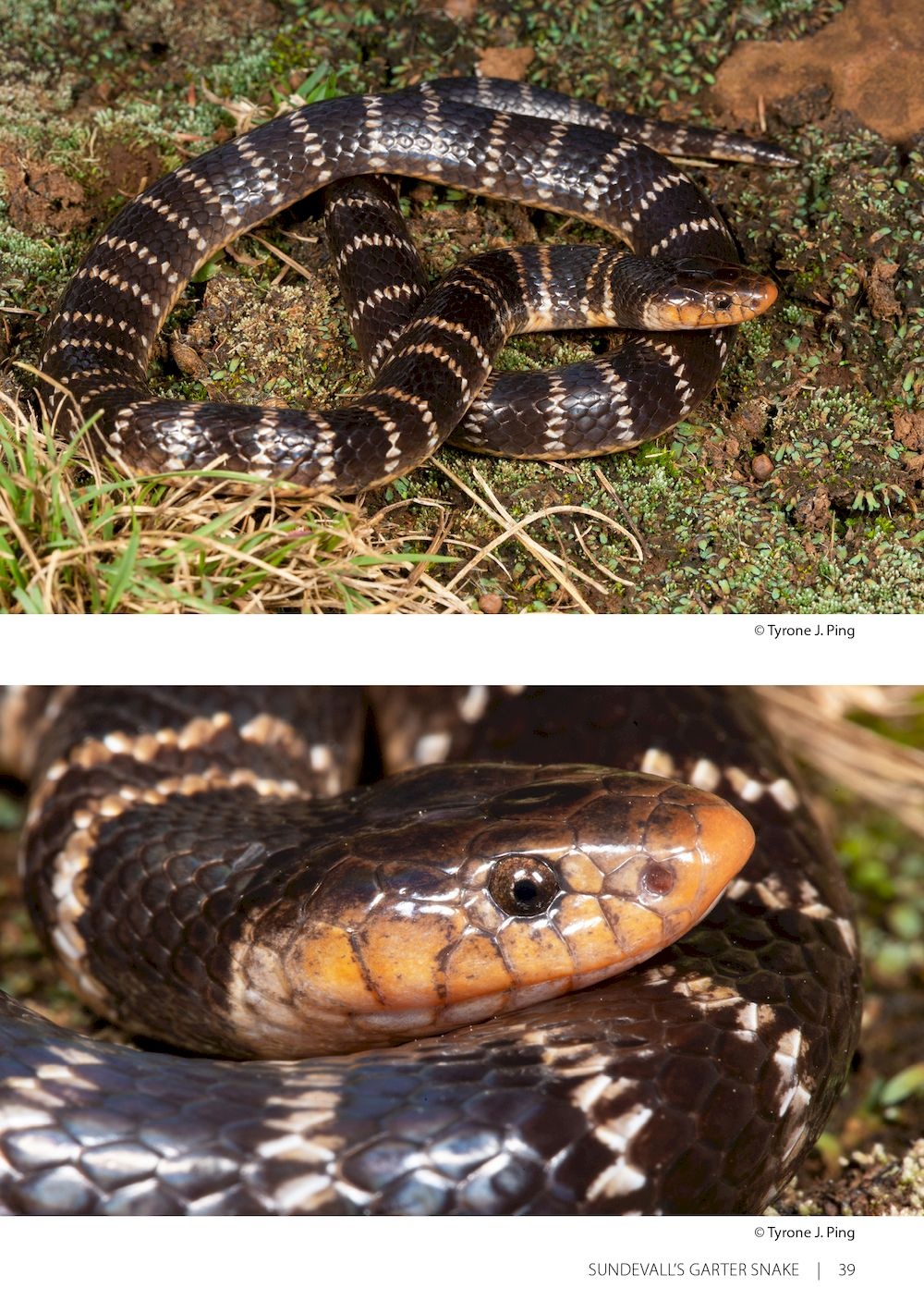 Field Guide to the Snakes of Eswatini