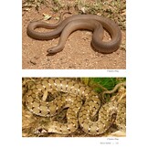 Field Guide to the Snakes of Eswatini