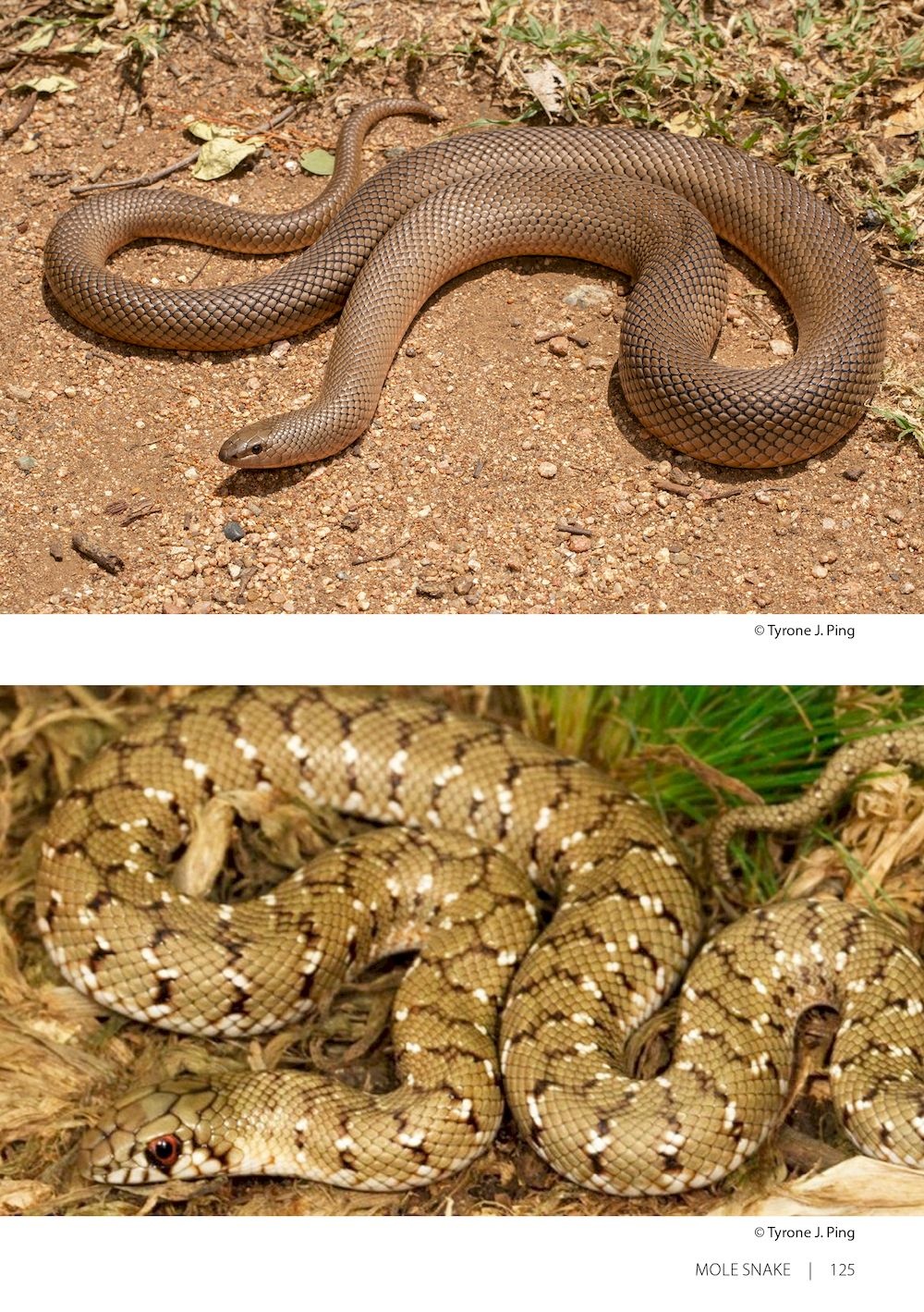 Field Guide to the Snakes of Eswatini