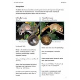 The Edible Dormouse (Glis glis)
