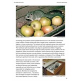 The Edible Dormouse (Glis glis)