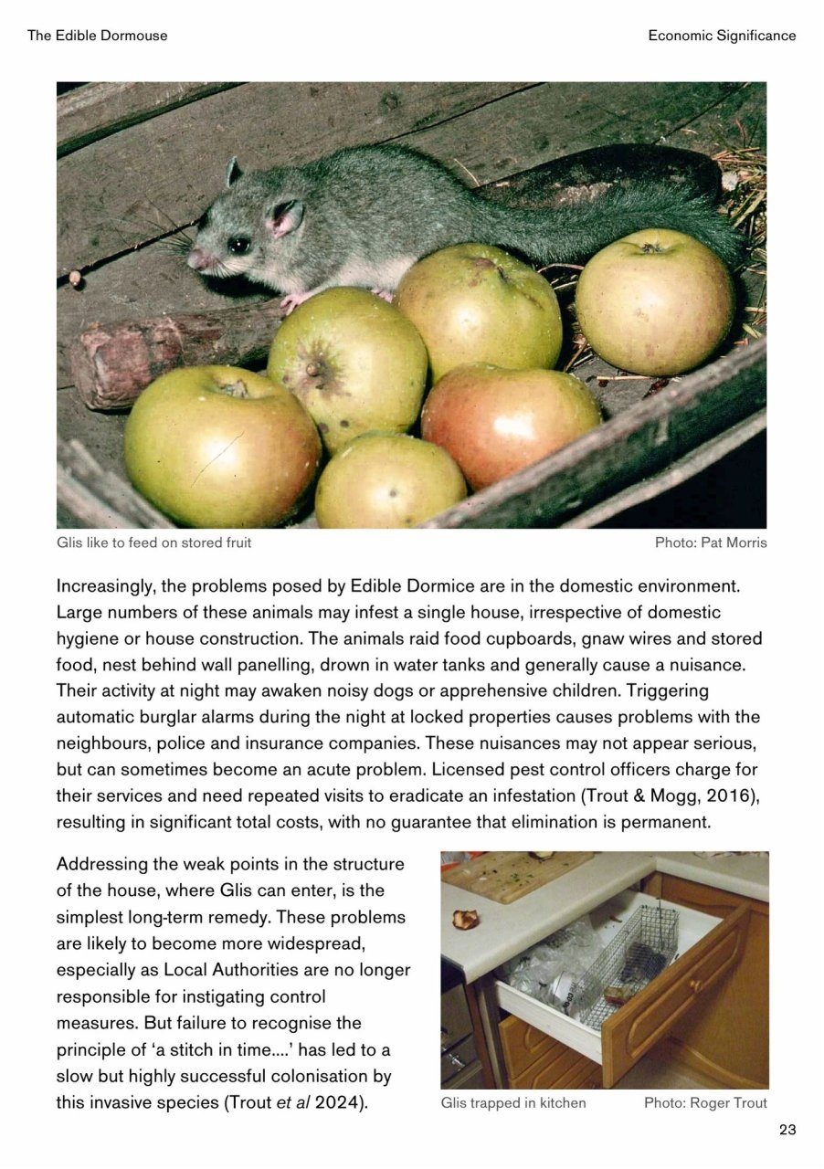 The Edible Dormouse (Glis glis)