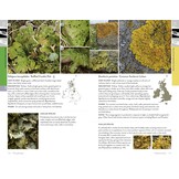 Lichens of Britain and Ireland - An Introductory Guide