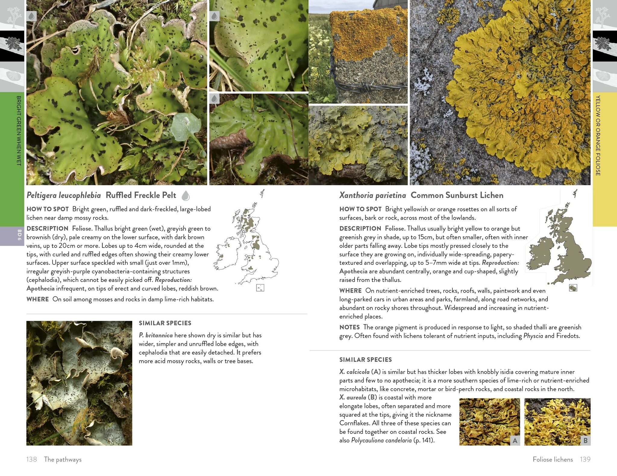 Lichens of Britain and Ireland - An Introductory Guide
