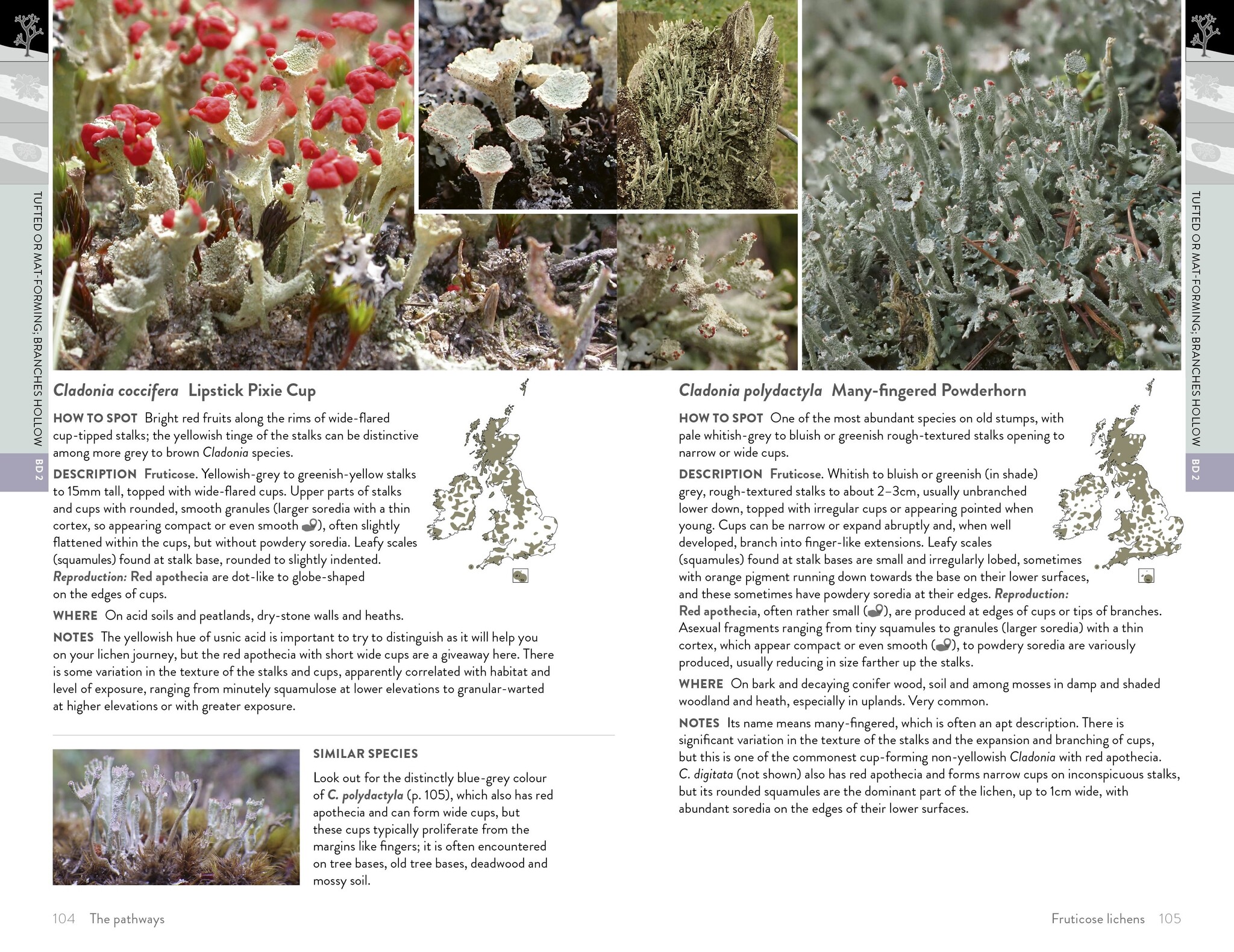 Lichens of Britain and Ireland - An Introductory Guide