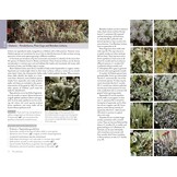 Lichens of Britain and Ireland - An Introductory Guide