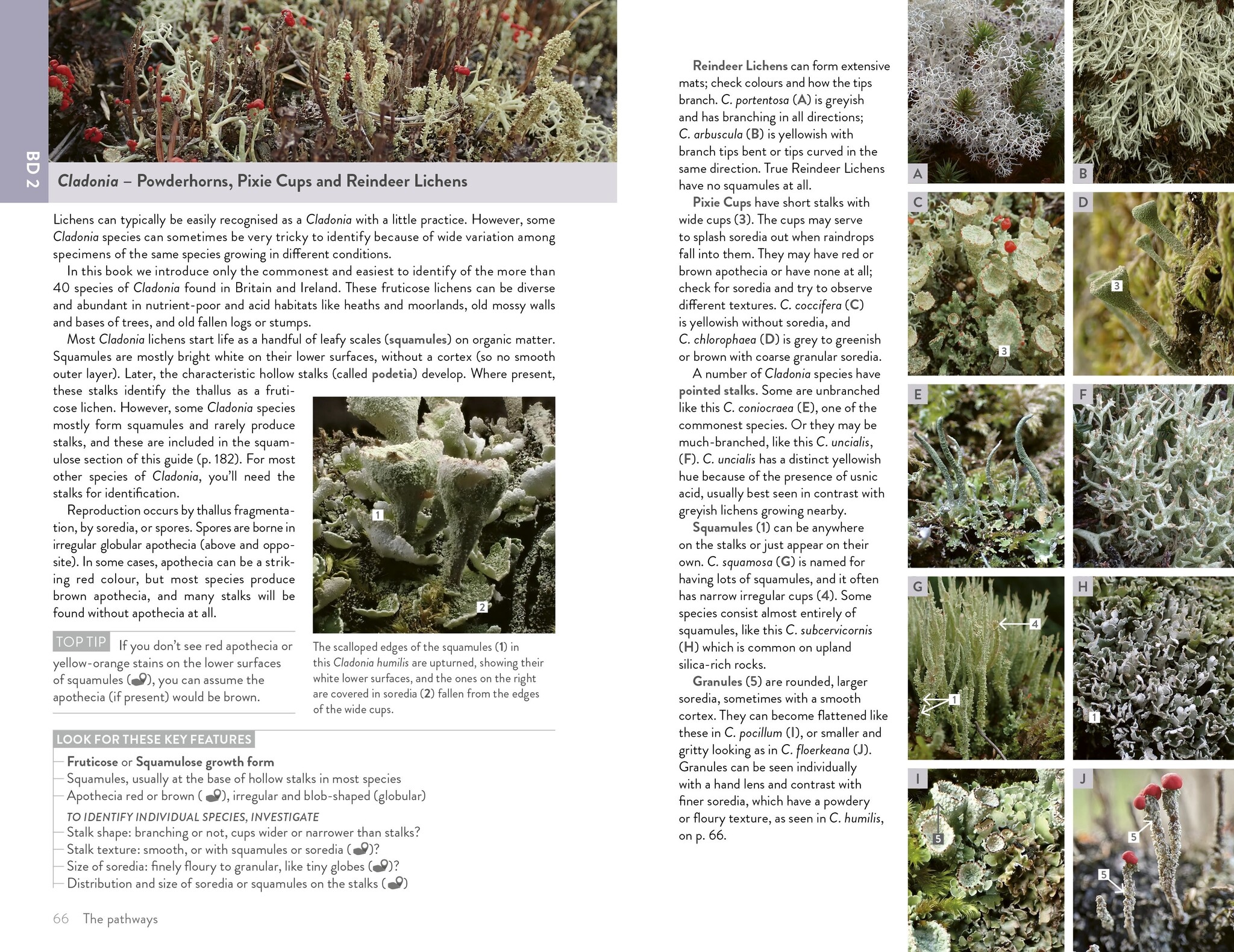 Lichens of Britain and Ireland - An Introductory Guide