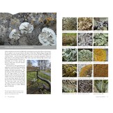 Lichens of Britain and Ireland - An Introductory Guide