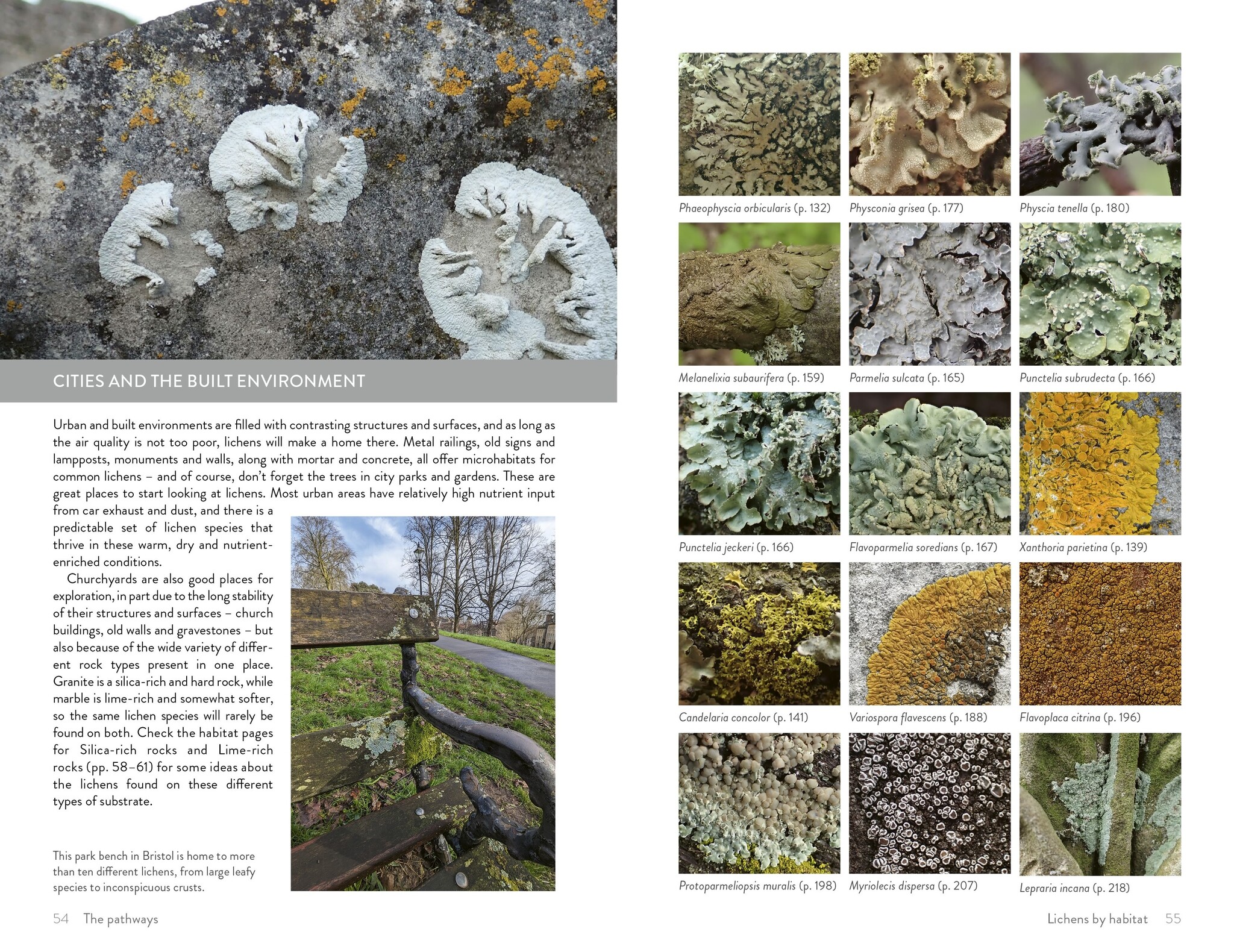 Lichens of Britain and Ireland - An Introductory Guide