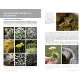Lichens of Britain and Ireland - An Introductory Guide