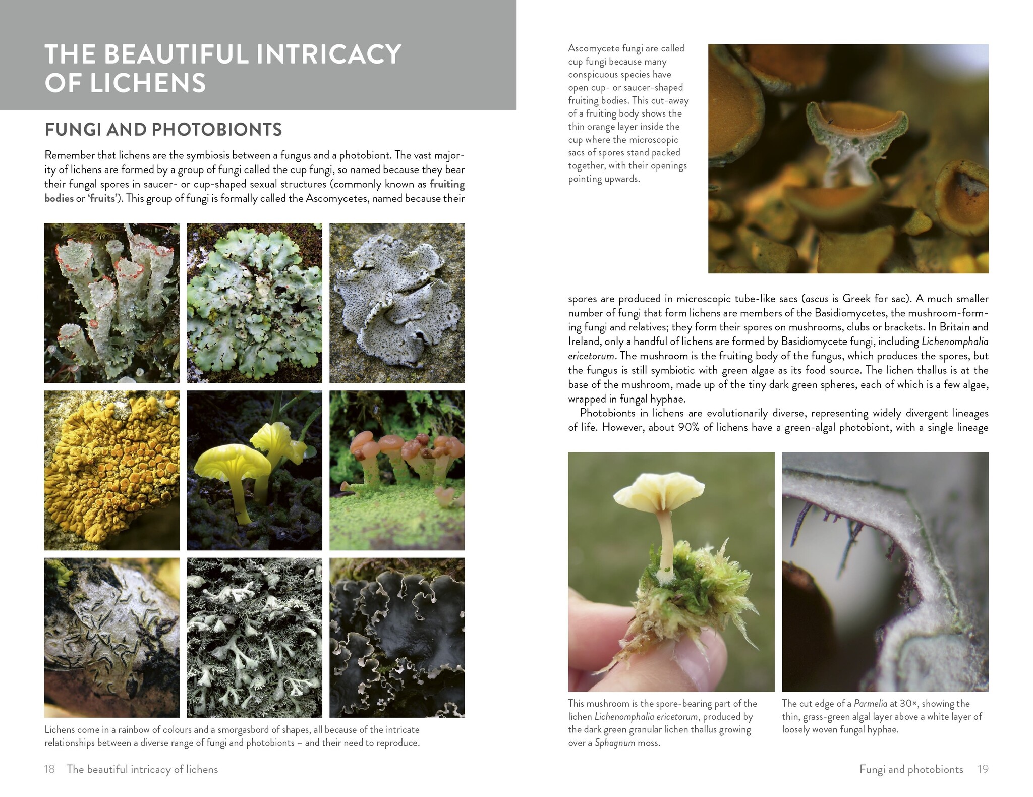 Lichens of Britain and Ireland - An Introductory Guide