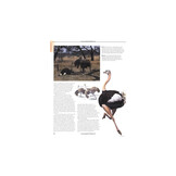 Firefly Encyclopedia of Birds