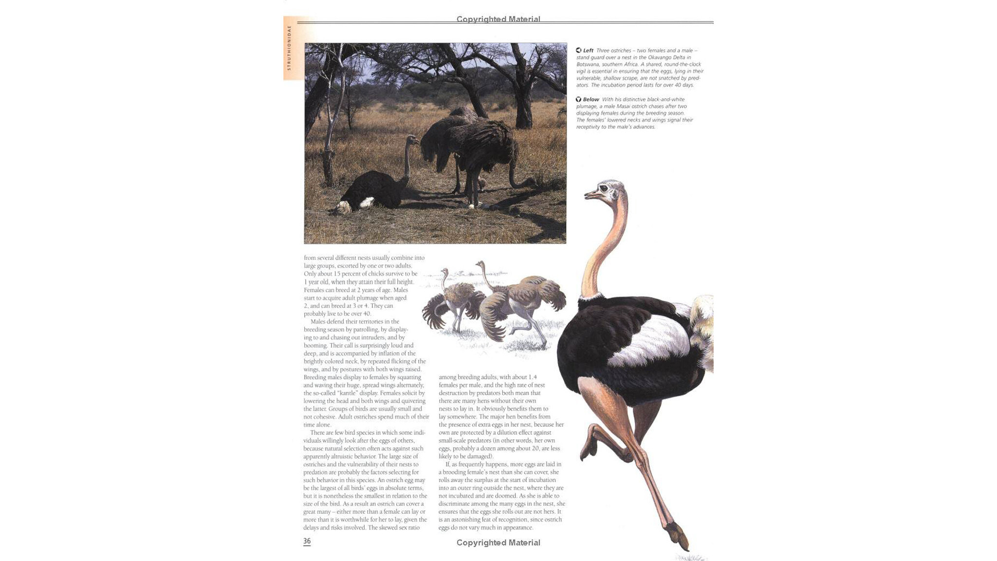 Firefly Encyclopedia of Birds