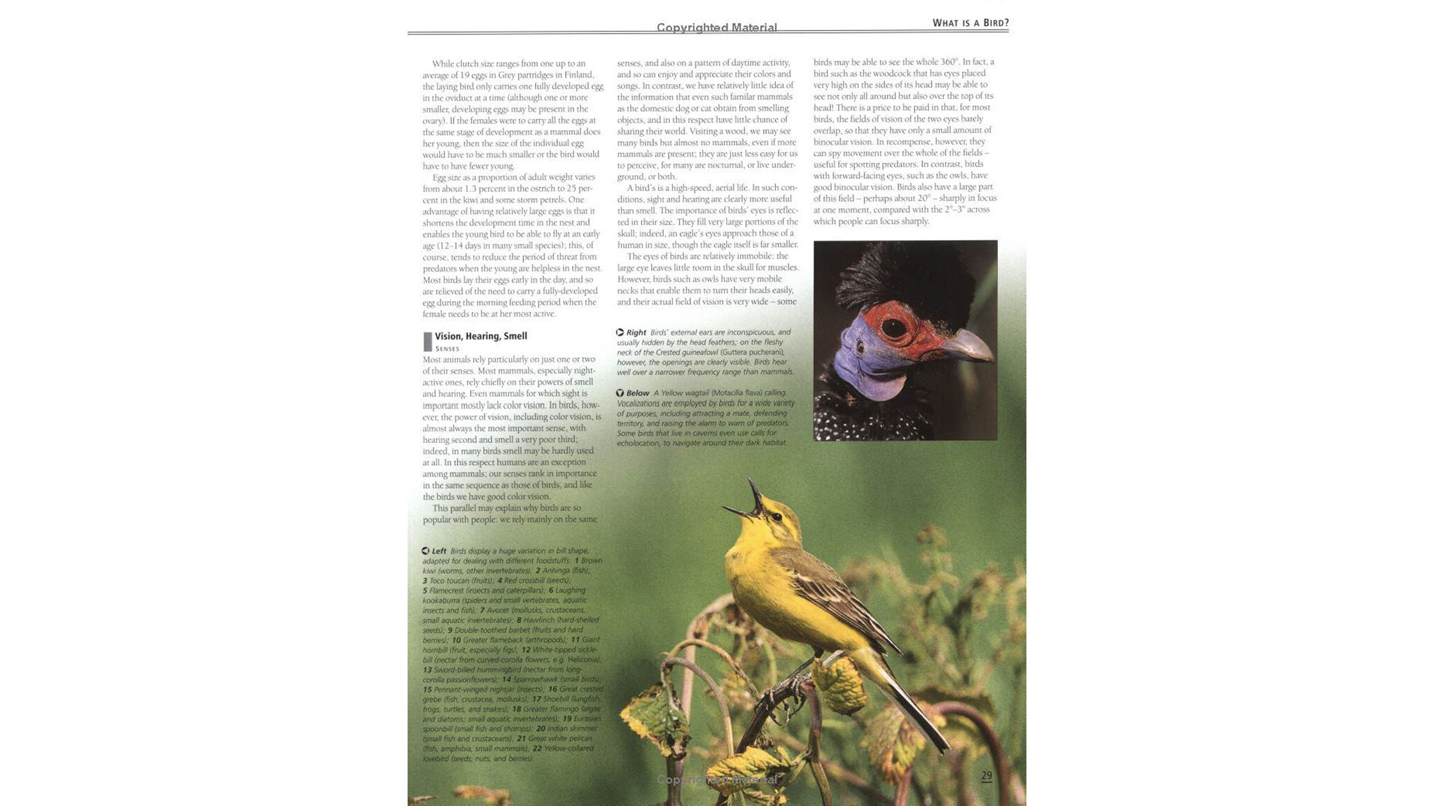 Firefly Encyclopedia of Birds