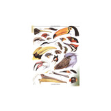 Firefly Encyclopedia of Birds