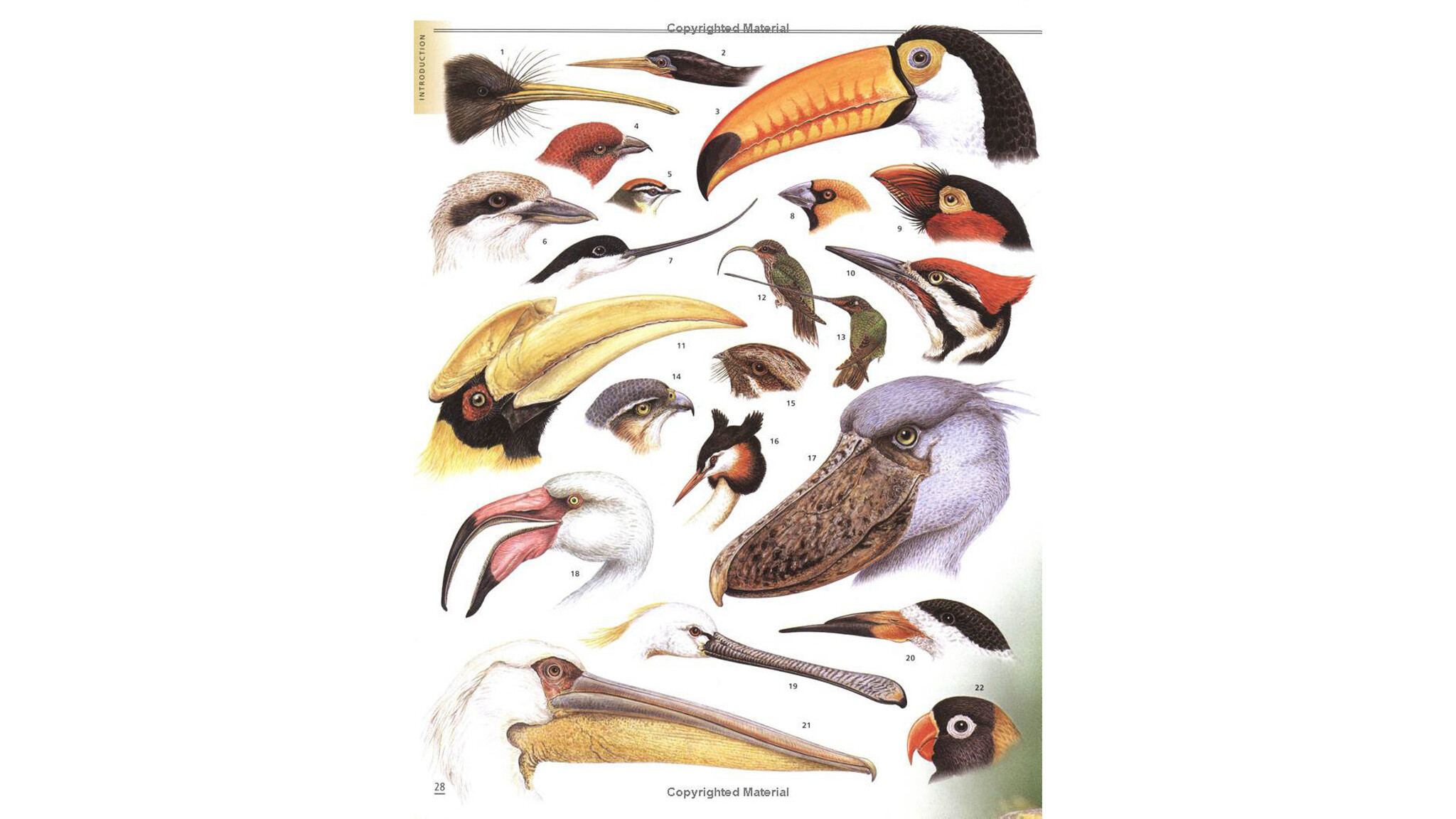 Firefly Encyclopedia of Birds