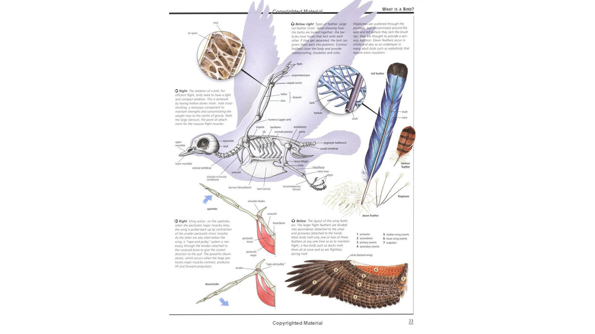 Firefly Encyclopedia of Birds