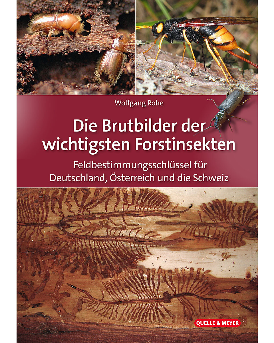 Die Brutbilder der wichtigsten Forstinsekten - Feldbestimmungsschlüssel für Deutschland, Österreich und die Schweiz