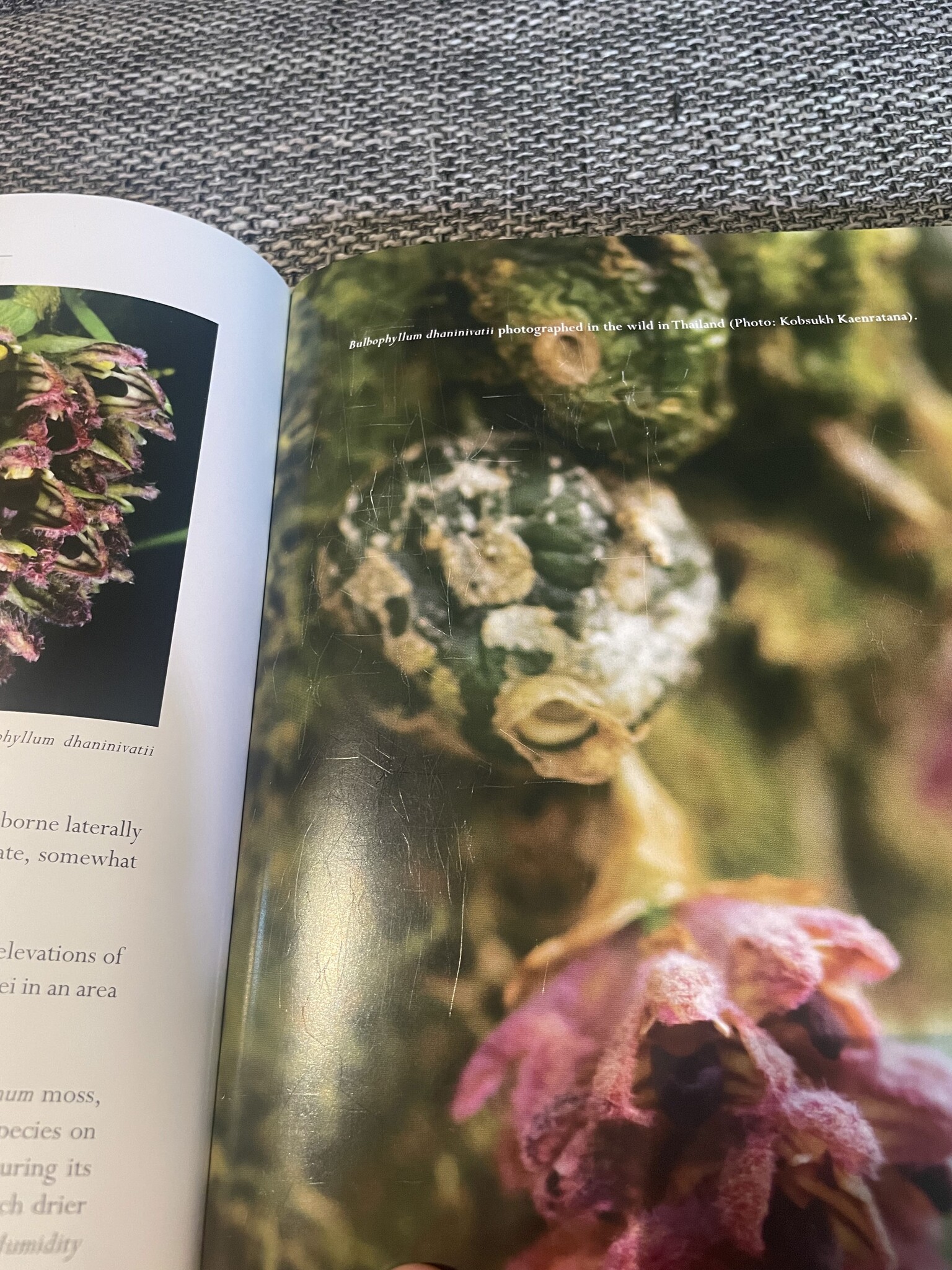 Beschädigte Kopie - A Compendium of Miniature Orchid Species (4-Volume Set)