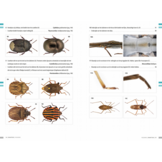 Veldgids Wantsen - Pentatomomorpha