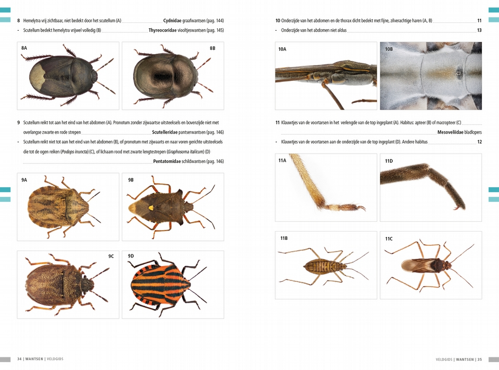 Veldgids Wantsen - Pentatomomorpha
