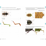 Veldgids Wantsen - Pentatomomorpha