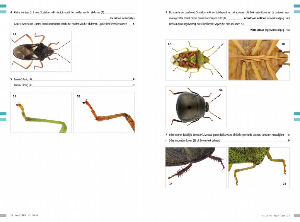 Veldgids Wantsen - Pentatomomorpha