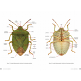 Veldgids Wantsen - Pentatomomorpha