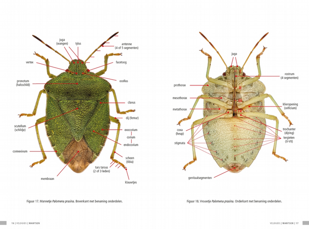 Veldgids Wantsen - Pentatomomorpha