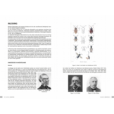 Veldgids Wantsen - Pentatomomorpha