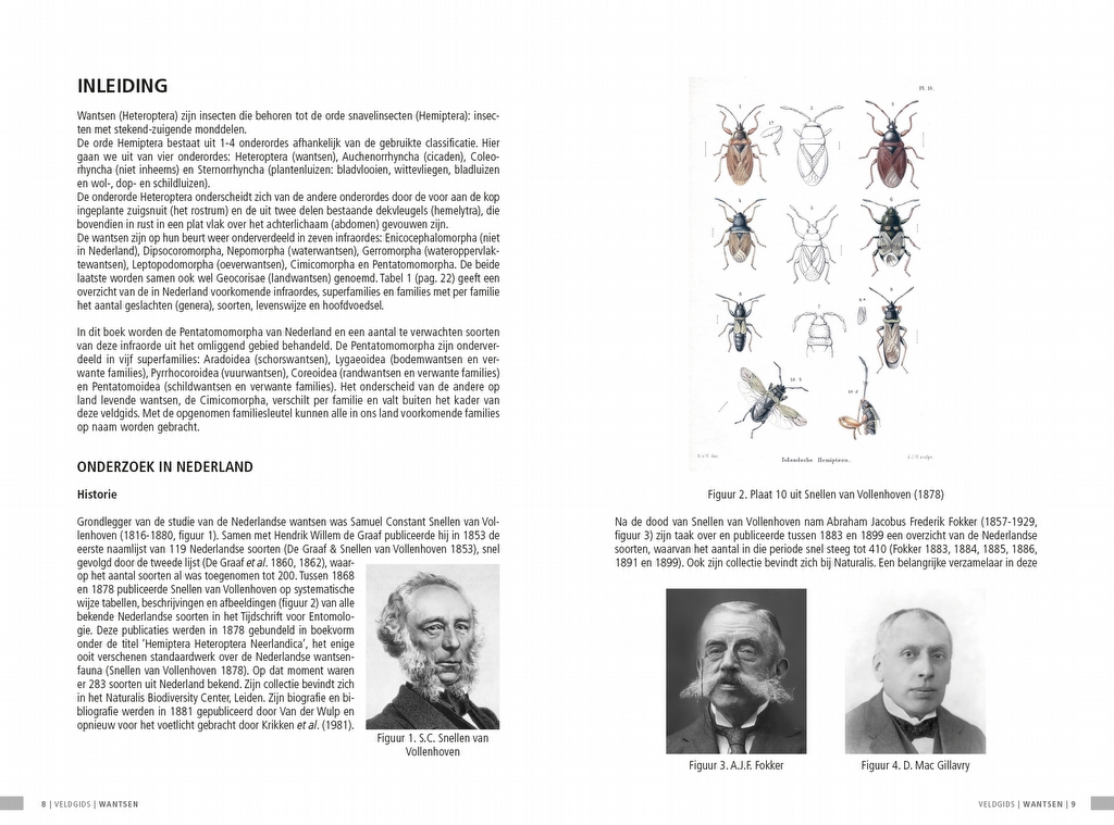 Veldgids Wantsen - Pentatomomorpha