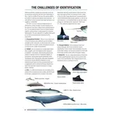 Field Guide to Whales, Dolphins and Porpoises of North America