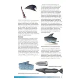 Field Guide to Whales, Dolphins and Porpoises of North America