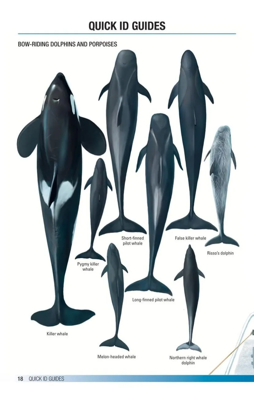 Field Guide to Whales, Dolphins and Porpoises of North America