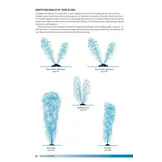 Field Guide to Whales, Dolphins and Porpoises of North America