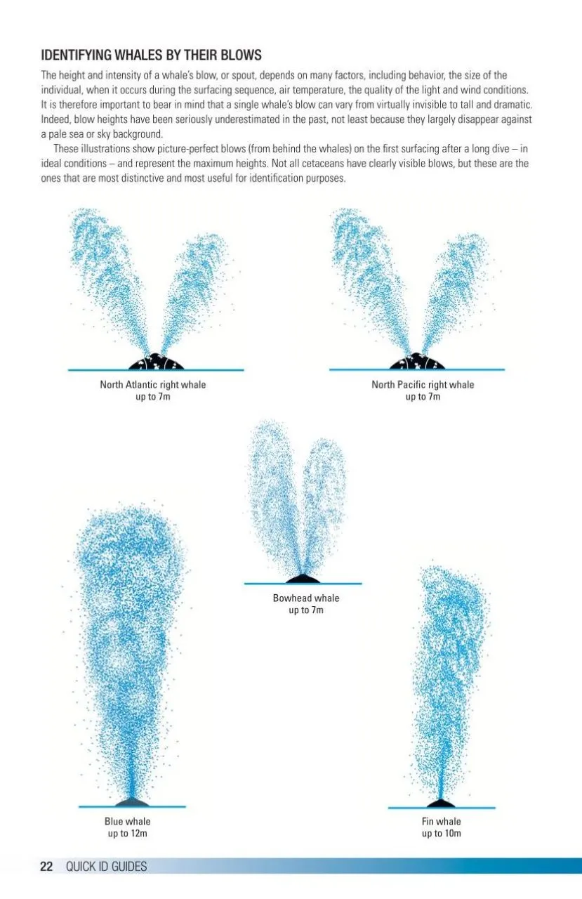 Field Guide to Whales, Dolphins and Porpoises of North America