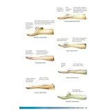 Field Guide to Whales, Dolphins and Porpoises of North America