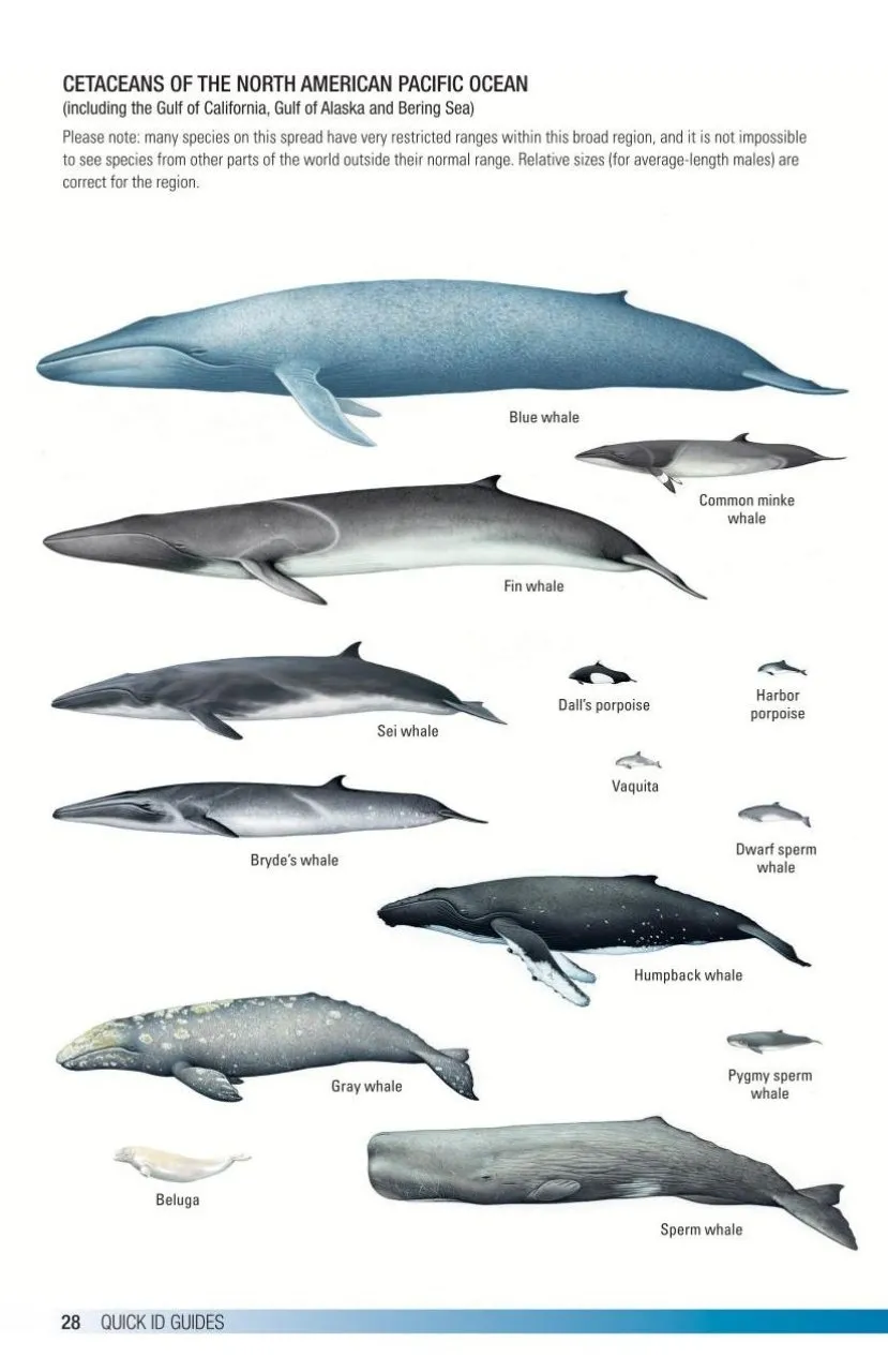 Field Guide to Whales, Dolphins and Porpoises of North America
